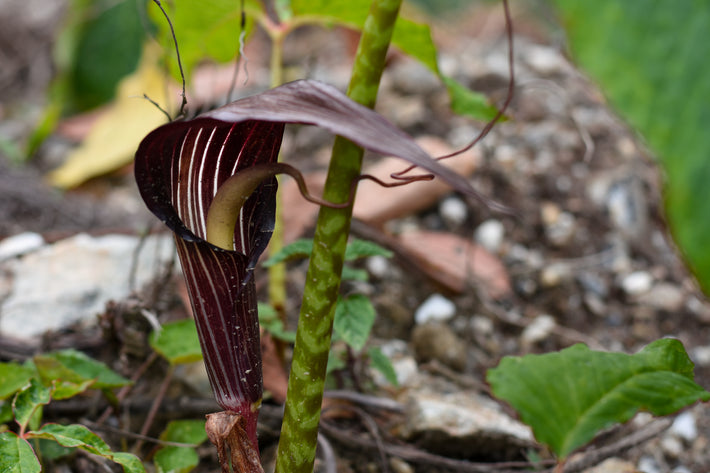 Growing Guide: How to Grow Arisaema