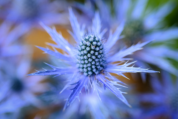 Growing Guide: How to Grow Eryngium