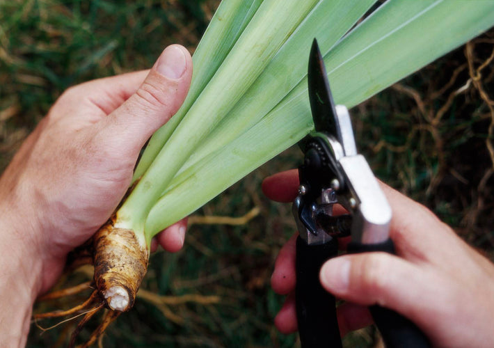 How to Transplant Iris?