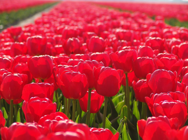 How Long Do Tulips Bloom?