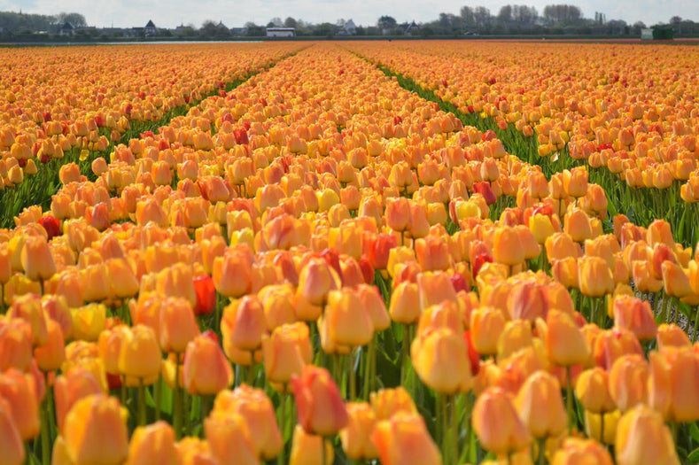 Are Tulips Annual or Perennial?