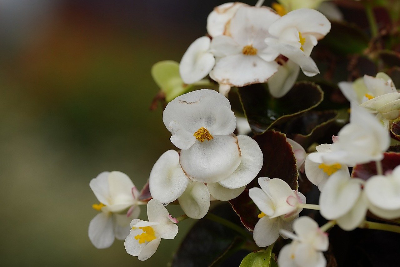 How And When To Plant Begonia Tubers? | DutchGrown