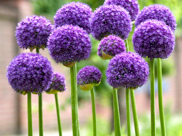 Alliums Tulips