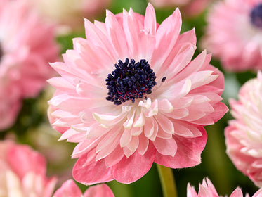 Anemones Tulips