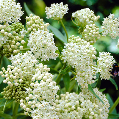 Asclepias, commonly known as Swamp Milkweed
