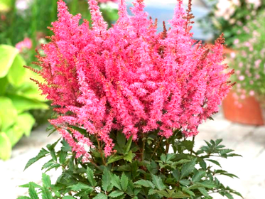 Astilbes Dahlia Tubers and Bulbs