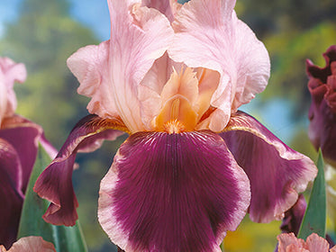 Bearded Iris Dahlia Tubers and Bulbs