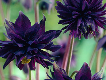 Aquilegia (Columbine) Dahlia Tubers and Bulbs