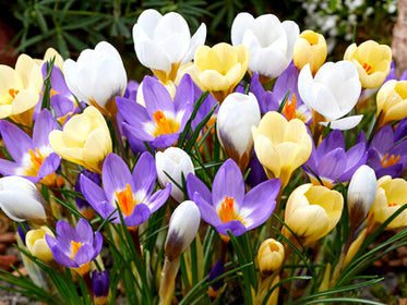Crocus Tulips