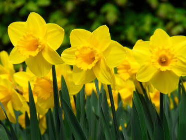 Daffodils & Narcissus Tulips