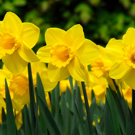 Daffodil and Narcissus Bulbs