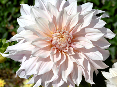 Dahlias Dahlia Tubers and Bulbs