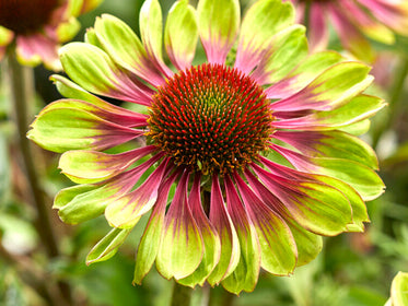Echinacea (Coneflower) Dahlia Tubers and Bulbs