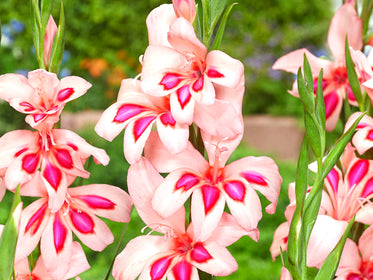 Gladiolus Dahlia Tubers and Bulbs