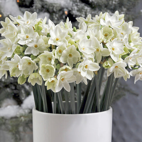 Indoor Narcissus Paperwhites