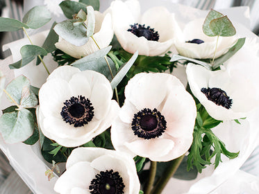 Anemones (Italian) Tulips