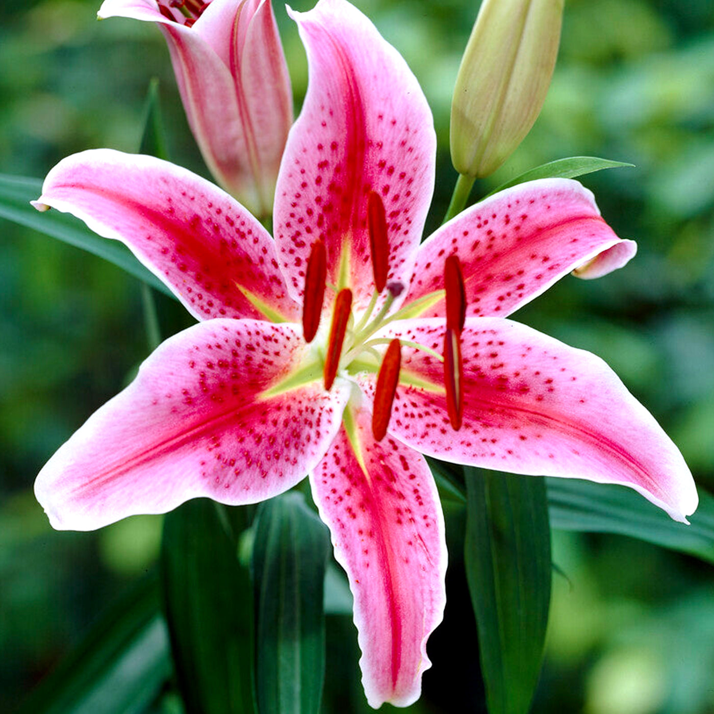 Lilies and Lily Bulbs for sale online DutchGrown