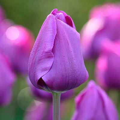 Best Purple Tulip Bulbs, Always Wholesale Pricing
