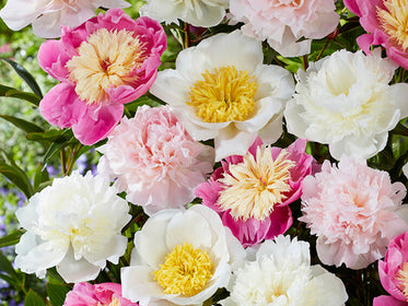 Peonies Tulips