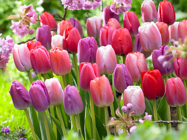 Tulips Tulips