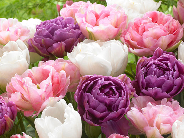 Bulb Collections and Blends Wholesale Flower Bulbs DutchGrown