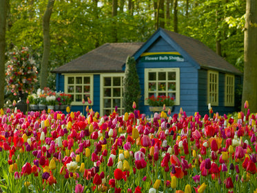 All Fall Planted Bulbs Tulips