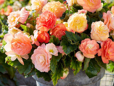 Begonias Dahlia Tubers and Bulbs