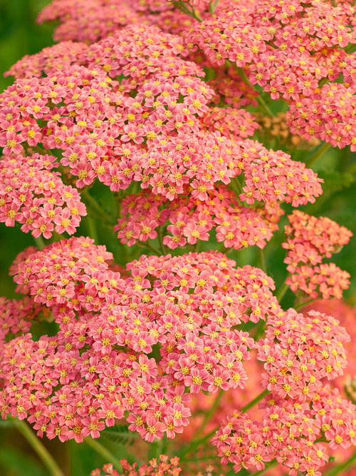 Achillea Peachy Seduction