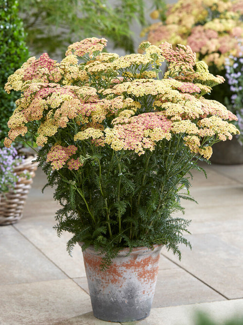 Achillea Peachy Seduction