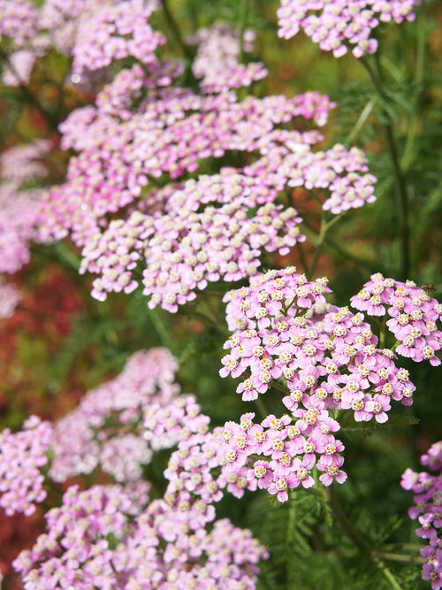 Achillea Rainbow Ending Blue Yarrow