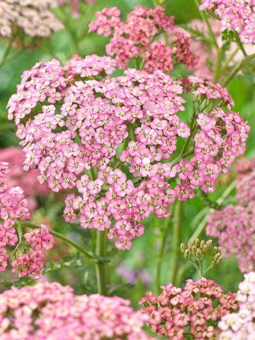 Achillea Ending Blue