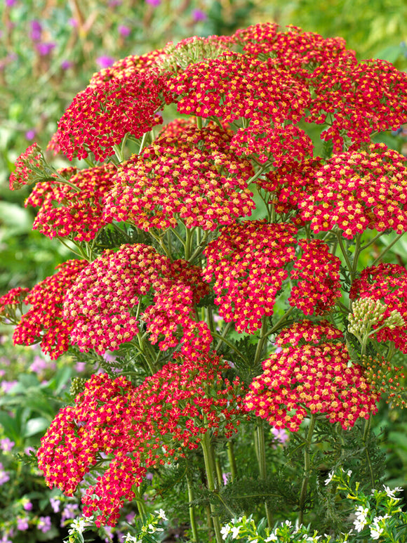 Achillea Sparkling Contrast