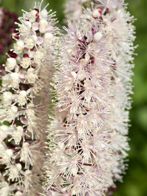 Actaea simplex Chocoholic