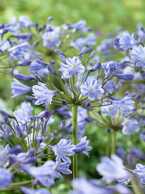 Agapanthus Blue