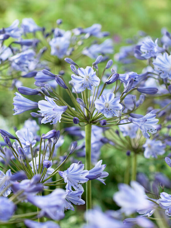 Agapanthus Blue