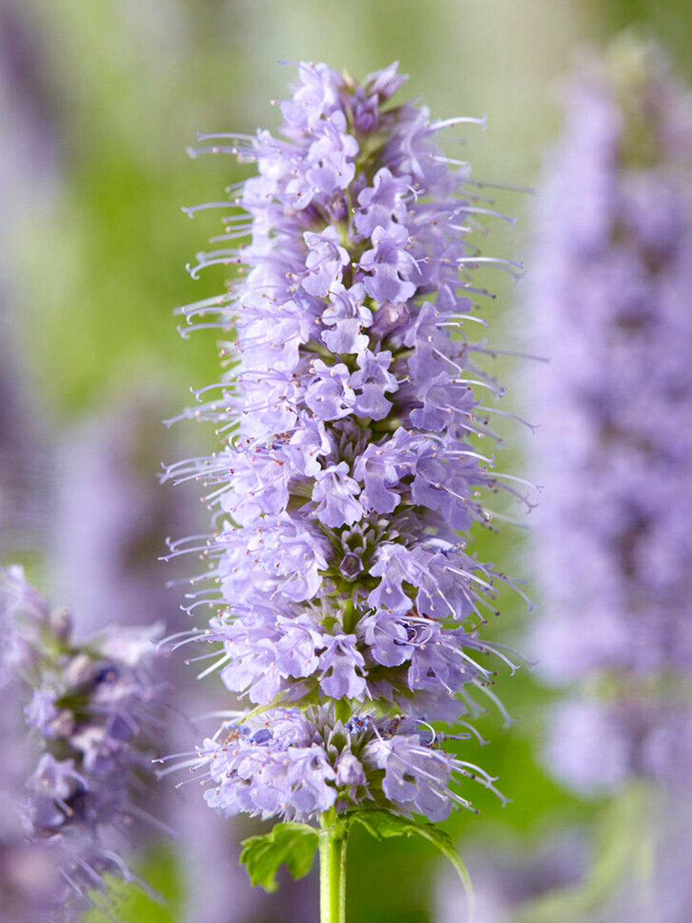 anise hyssop plant 1 Bare Root