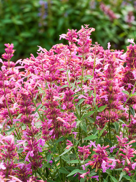 Agastache Rosie Posie (Anise Hyssop)