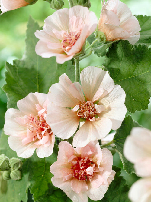 Hollyhock Park Frieden
