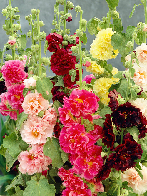 Chater's Double Hollyhock Mix (Alcea Rosea)