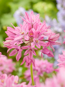 Allium Ostrowskianum