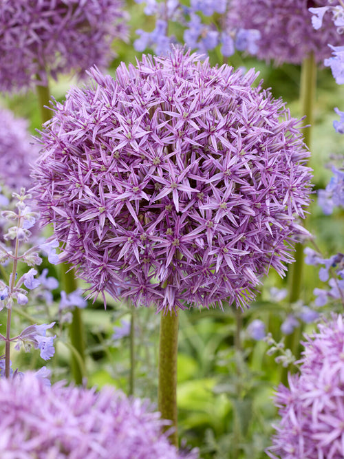 Allium Pinball Wizard