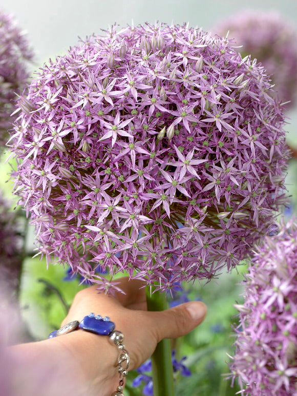 Allium Round and Purple