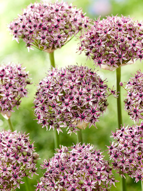 Allium Starlight