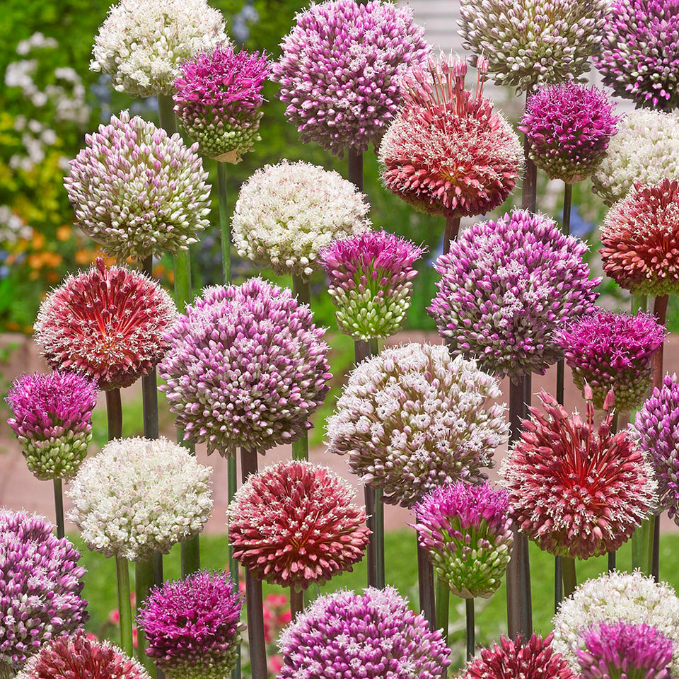 Allium Tropical Tides