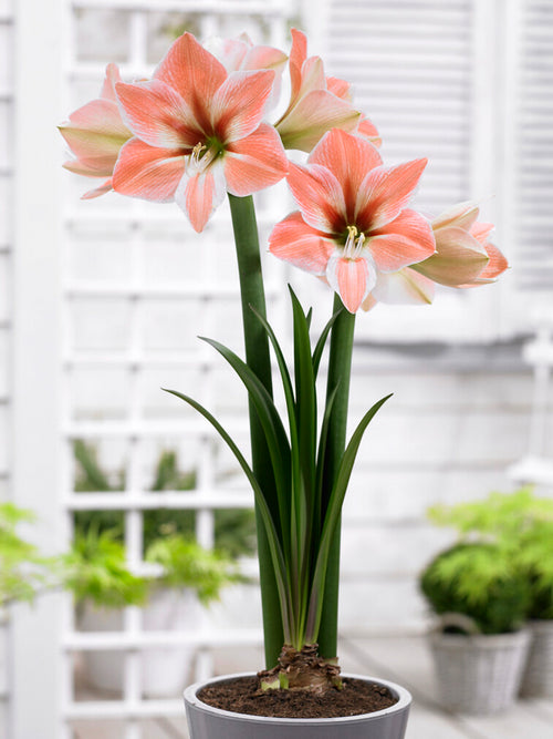 Jumbo Amaryllis Apricot Parfait
