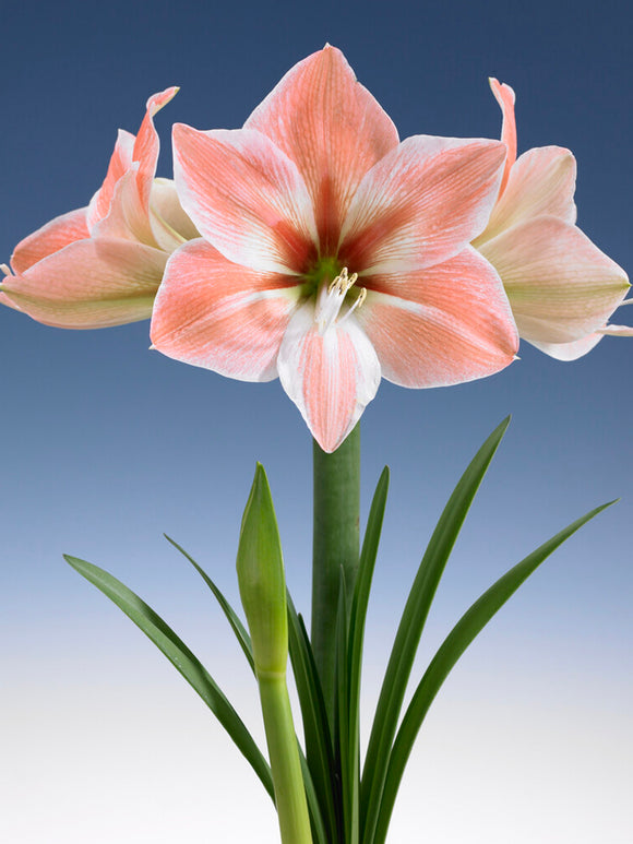 Jumbo Amaryllis Apricot Parfait