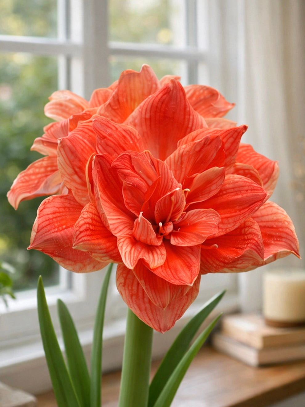 amaryllis indoor plant Jumbo Double Amaryllis Cherry Amadeus Bulb, Salmon - 1 Bulb