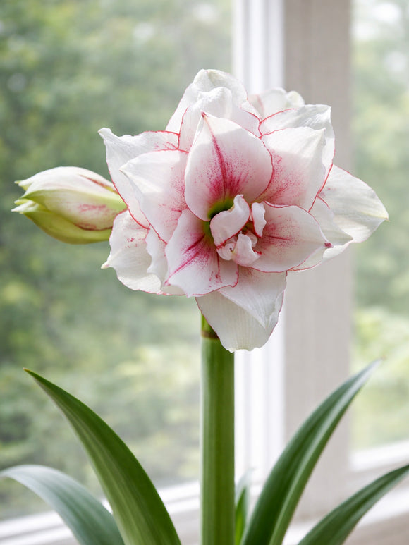 Jumbo Double Amaryllis Elvas