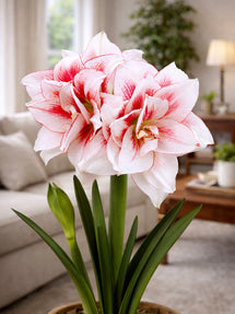 Jumbo Double Amaryllis Elvas