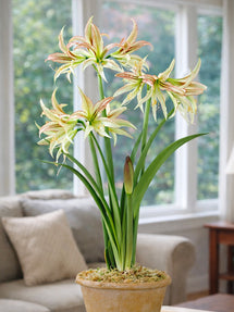 Jumbo Amaryllis Emerald